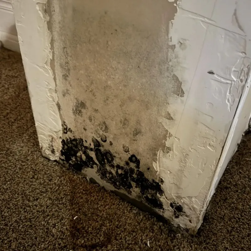 Professional Mold Removal in Solano County, CA